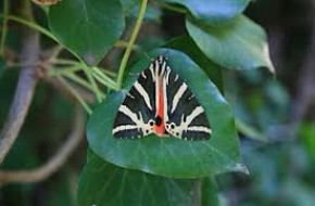 πεταλούδες 5