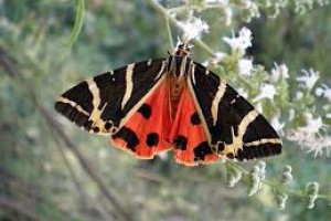 πεταλούδες 4